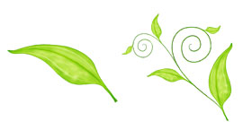 绿色叶子PNG图标 